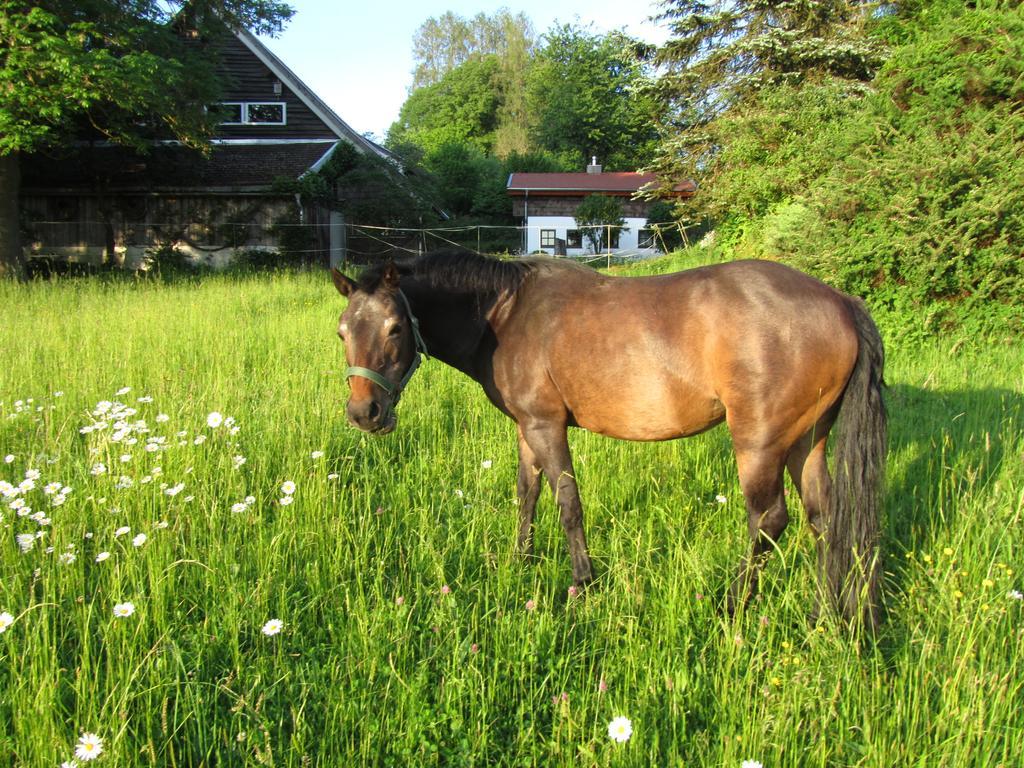 Böbrach Ferienhaus Zopfhaeuslヴィラ エクステリア 写真